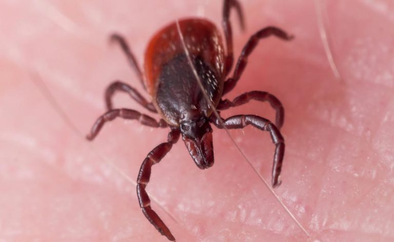 Powassan: un virus letale trasmesso dalle zecche