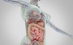 metabolismo: ecco come agiscono i probiotici