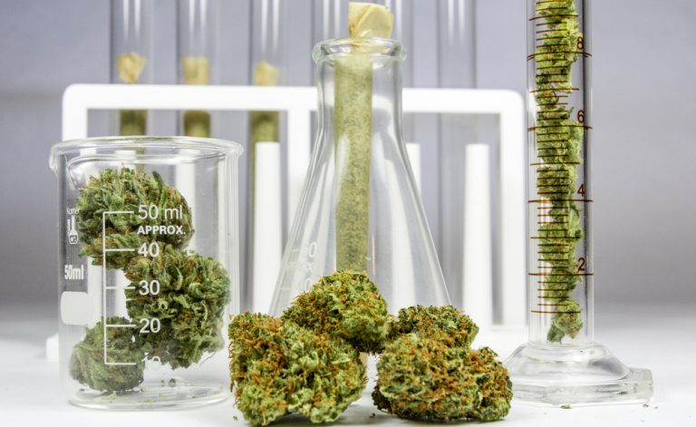 Cannabis ad uso terapeutico: tutte le novità legislative