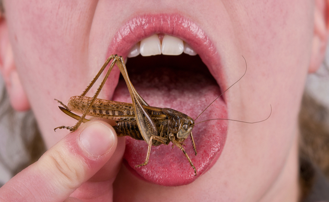 Dal 1° gennaio sulle nostre tavole troveremo anche gli insetti