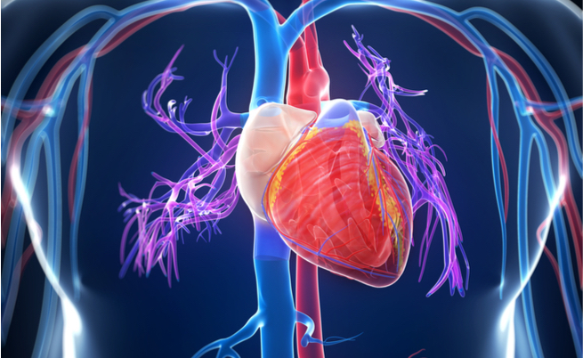 Quel gel iniettabile che aiuta il cuore a riprendersi dopo un infarto