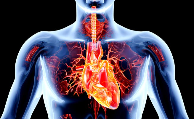 Affaticamento, vertigini e affanno: attenzione alle valvole cardiache!