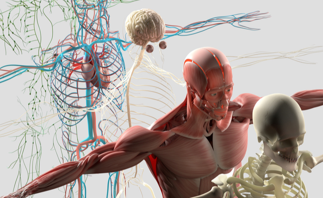 Interstizio: scoperto un nuovo (e fondamentale) organo del corpo umano