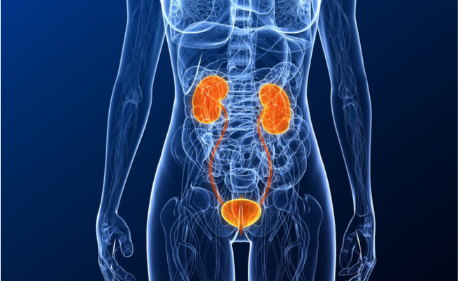 quanto tempo impiega la prostata ingrossata a ritornare normale
