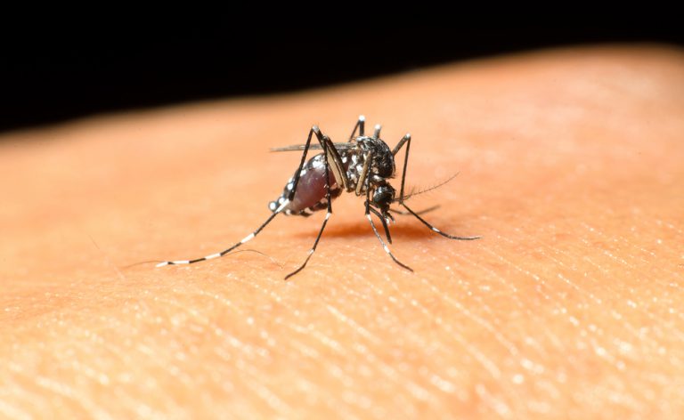 West Nile Virus: emergenza al Nord? Ecco come prevenire e curare la febbre del Nilo
