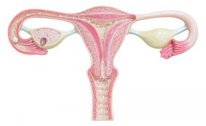 Fertilità della donna e contraccezione