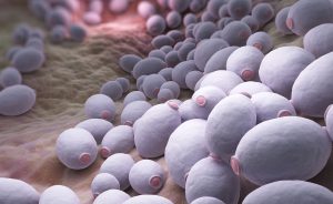 Candida auris: il fungo killer