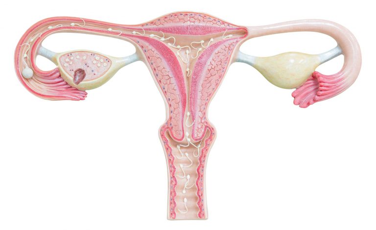 squilibrio ormonale e ingrossamento della prostata